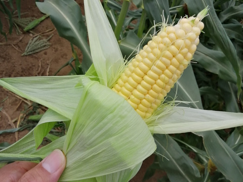朝採り】千葉県産とうもろこし【しおさいコーン味来】 2Lサイズ
