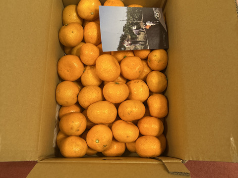 愛媛みかんの老舗厳選【小玉】『濃厚な旨みがギュッと凝縮』みかん 5.5kg 愛媛県川上産