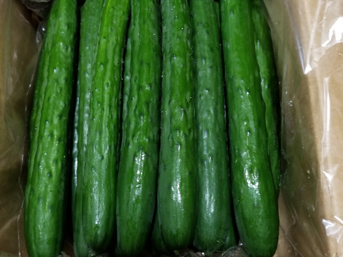 朝採り！信州産きゅうりA品2kg（箱重量込・正味1.8㎏）
