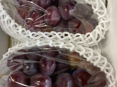 超希少新品種　家庭用　富士の輝き　2房入合計1.1キロ以上