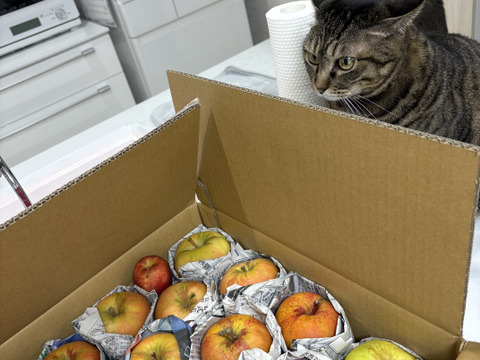 ムーンルージュ　SSサイズ（約4.5㎏）25～30玉
希少りんご　扁円形で表面橙色で果肉が桃色　
若干のキズなどを含みバラ詰めでお届け