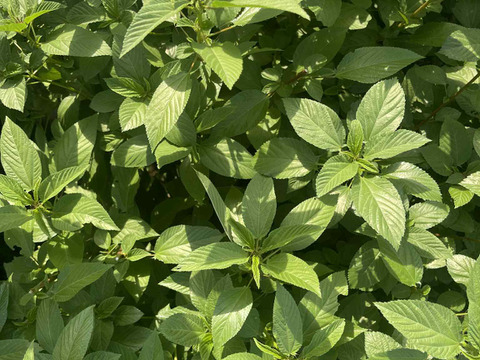 夏の元気を、葉っぱでひとさじ。鴨さんのモロヘイヤ500g