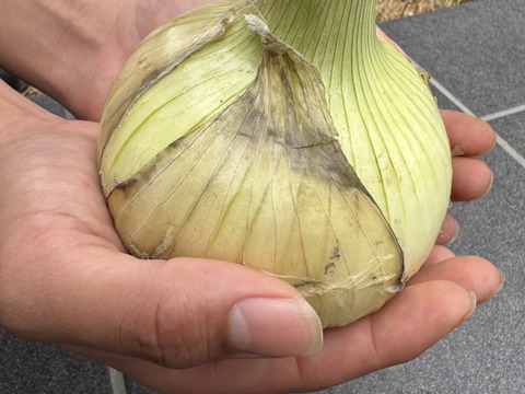 旬だよ！甘い『淡路島産新玉ねぎ』(3㎏)