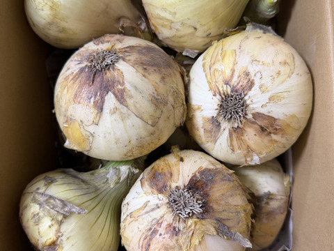 【祝!3年連続金賞🏆】淡路島新玉ねぎ3kg