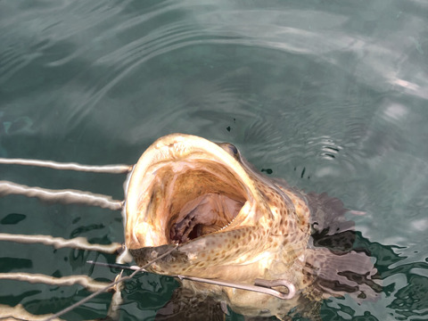 【活き締め】チャイロマルハタ　クエと張り合う旨みと食べ応え。刺身　鍋　しゃぶしゃぶ