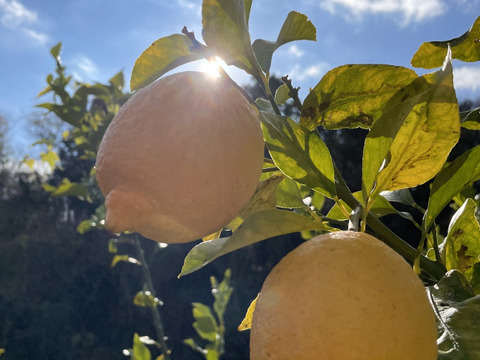 【加工用】香り満点！瀬戸内カットレモン（冷凍・1kg）