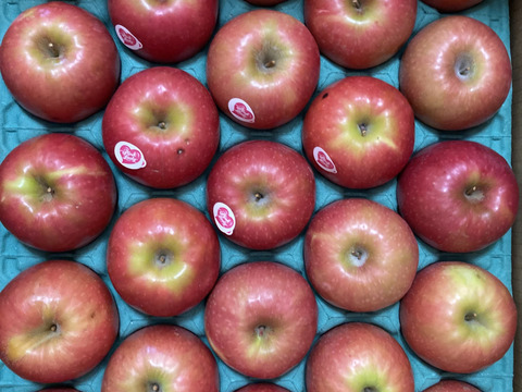 年内予約は今日まで🍎🏃‍♀️【ヒルナンデスでました！】ピンクレディ®︎ 5キロ訳あり品 加工用 長野県 信州 安曇野 リンゴ 幻 幻のリンゴ 予約 希少 旬 ID36611 ピンクレディー