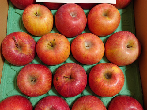 完熟サンふじ【鮮度保持貯蔵】スマートフレッシュ済分　訳あり　ご家庭専用 5キロコース　（12～20個入り）