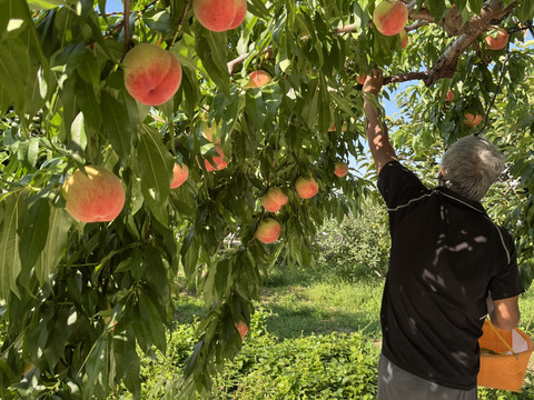 【夏ギフト】品種おまかせ♪7月の朝採れ桃詰め合わせ3kg