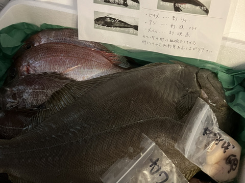 午前中水揚げ【未利用魚🐟】丁寧に下処理し当日発送！7月まで！