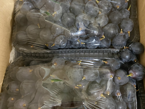 【超超訳あり】ナガノパープル 1.8kg(900g×2パック)【バラ粒・加工用】