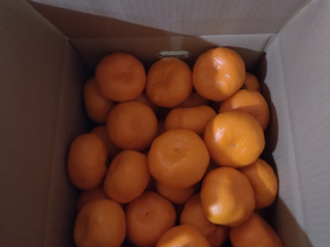 蔵出し貯蔵晩生みかん(3Lサイズ5kg・約30個)