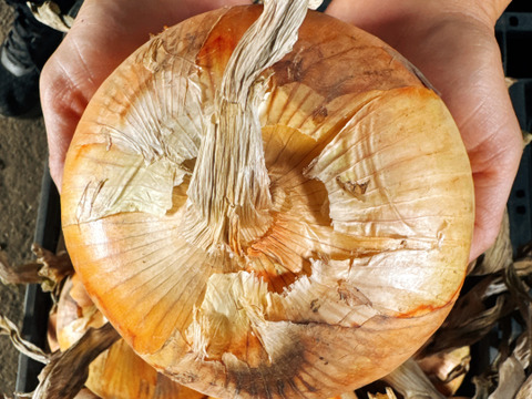 市場では出回らない‼️吊るして保存‼️BIGsize早生玉ねぎ10キロ入‼️