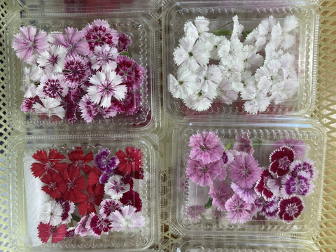 エディブルフラワー　ナデシコ20輪