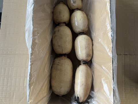 お歳暮専用！『お世話になったあの方へ！』著名人御用達レンコン（2キロ）