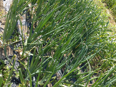 【単品用（チルド）】葉付き新玉ねぎ🧅10本🧅少し早めの収穫、この時期ならではの葉付き新玉ねぎ🧅☆農薬、除草剤、化学肥料不使用☆🏣ゆうパック60サイズ※おまとめご希望の方はご連絡を🙇