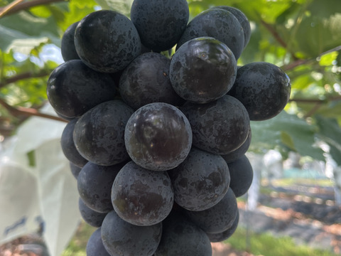 淡路島の恵み！やまだふぁーむの超甘いナガノパープル！パック売り！1パック600g！