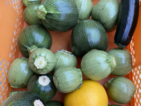 貴方がチョイス！アグリ―ジョ野菜お試しセット（３品）60サイズ