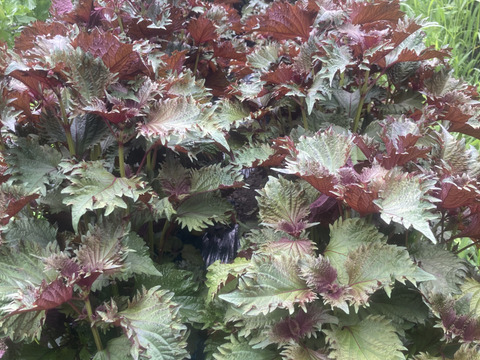 【珍品種】芳香裏紫蘇　10kg