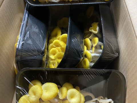 注目の食材！北海道産！生タモギ茸 60g×5P