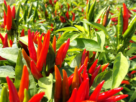 お試し　3種乾燥少量唐辛子セット