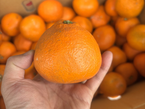 訳あり〜愛媛県産〜　島育ち　木なり完熟　熟成　伊予柑　5kg（箱込み）