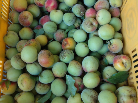 【本日終売】安さ重視の方必見！　少し熟し始めて黄色く、柔らかくなっています。　山の中で農薬を使用せずに誰にも迷惑をかけずに育てた南高梅　2ｋｇ　青梅　梅酒用　梅シロップ用　梅ジュース用　農薬不使用