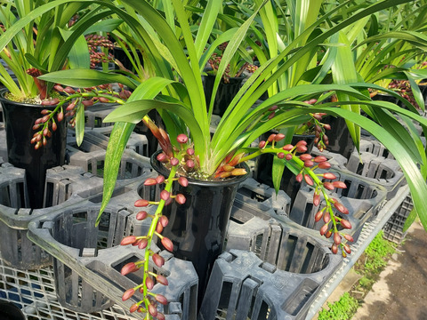 【下垂系シンビジウム】フォアゴットンフルーツ3本立