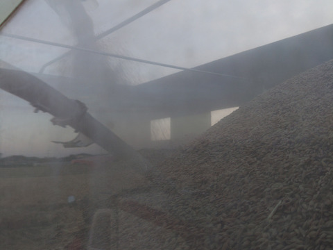 生活応援米【令和7年産】　 『ふさこがね』　玄米30kg 千葉県産 （2025年12月収穫　二番穗）