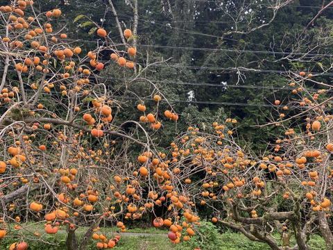 【福袋2025】ここにしかない福袋　柿好きな方へ　柿のクラフトコーラ（希釈タイプ）とJiroのBlätterBaumkuchen(ジローのブレッターバウムクーヘン