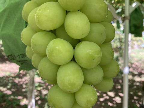 お得！大粒！ジューシー！長野県産シャインマスカット約1kg(2房)