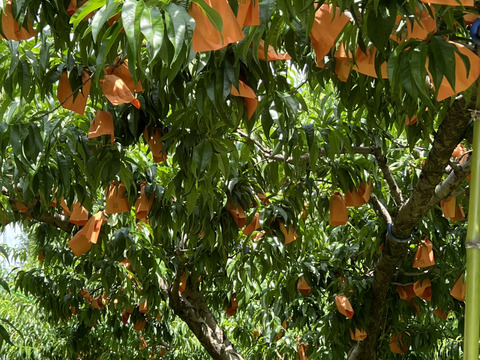 希少！ふゆももがたり（贈答約1.3キロ）5〜6玉