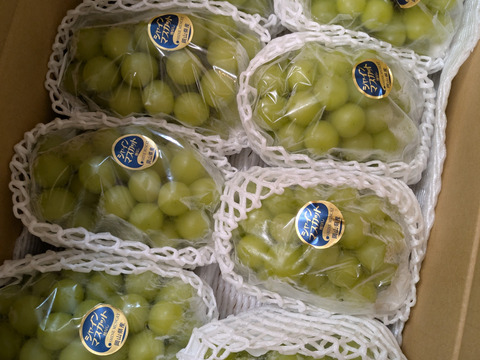 【残りわずか】岡山産シャインマスカット 5kg｜ファミリーで楽しめる皮ごと食べられる甘くてジューシーな大粒・種なしぶどう！