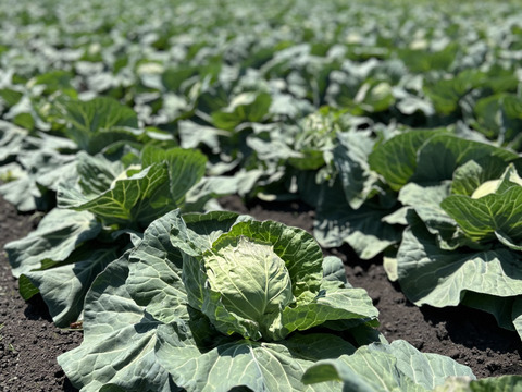 甘いキャベツ！とよく言われますが昔かた食べているので
作っている本人はよくわかりません【今が旬】