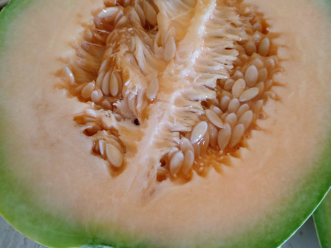 プリンスメロン☆ひと玉☆農薬、化学肥料、除草剤等不使用☆