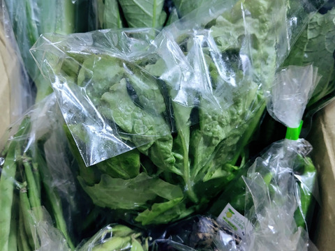 【少量サイズ♪】信州夏野菜セット10品目 お試しにも！