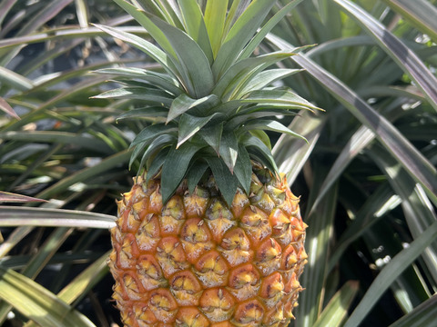 【贈答用】【人生を変えた極上パイナップル！！】完熟ゴールドバレル🍍(1.8〜2kg)1玉