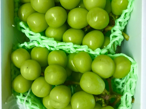 パリッと新鮮☆シャインマスカット2房約1.0-1.3kg【冷蔵便】《中箱》　贈答　ギフト　家庭用にも　#06 【2025年予約】