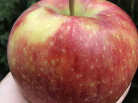 産地直送！シナノリップ　3kg箱入り