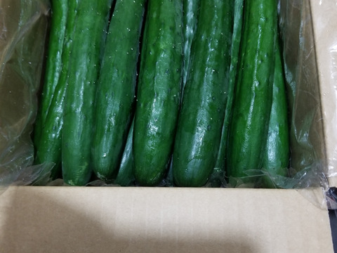 朝採り！信州産きゅうりA品2kg（箱重量込・正味1.8㎏）