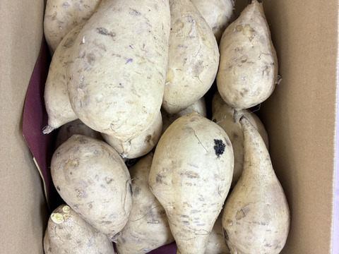 白いさつまいも！希少新品種きみまろこ2㎏