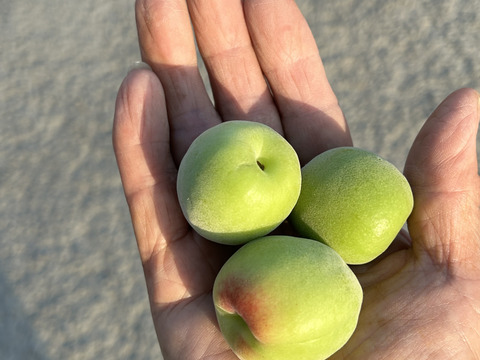 南高梅Ｌサイズ10kg(梅干し、シロップ、ジャム等用)