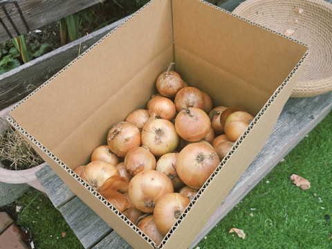 常備野菜と言ったら玉ねぎ‼️北はやて　5kg