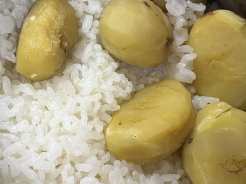 3L大粒和栗🌰500g“能勢栗”「明神」〈温湯殺虫処理済み〉