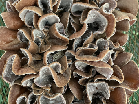 今が旬！希少な生キクラゲ【有機JAS認証取得】100g×４袋