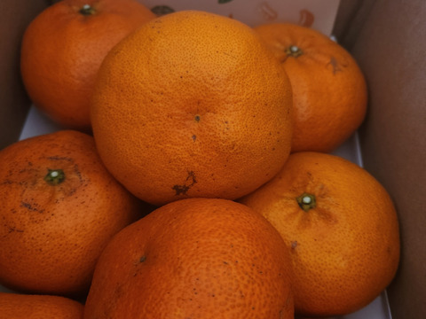 《豊作割引》【家庭用】甘平 2kg ギッシリ果肉のシャキシャキ食感♡愛媛限定高級柑橘♫愛媛みかん！！