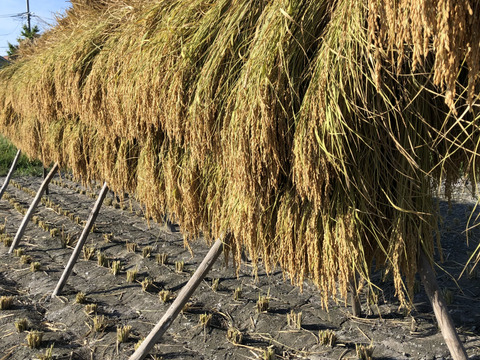 【新米】令和7年度産「静岡県産コシヒカリ」玄米 はざかけ天日干し ご家庭用4.5kg（栽培期間中農薬不使用・無施肥）