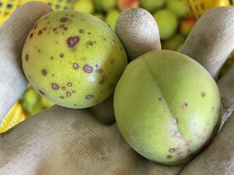 中熟梅　栽培期間中農薬不使用　化学肥料　除草剤不使用　農家直送　ご家庭用　5キロ　ご注文後収穫となります