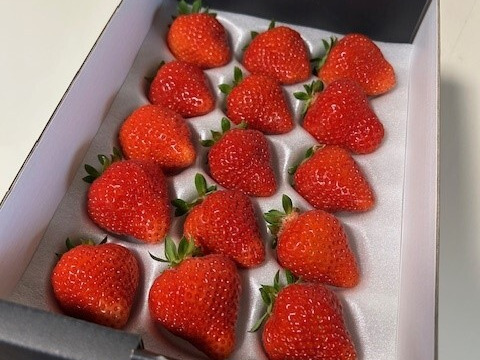 【夏ギフト】さわやかな甘みと酸味がギュッと詰まった夏イチゴ🍓【山形S7号】いまだけ大粒サイズ【15粒・360g以上】【ケーキやお菓子作りにもどうぞ】