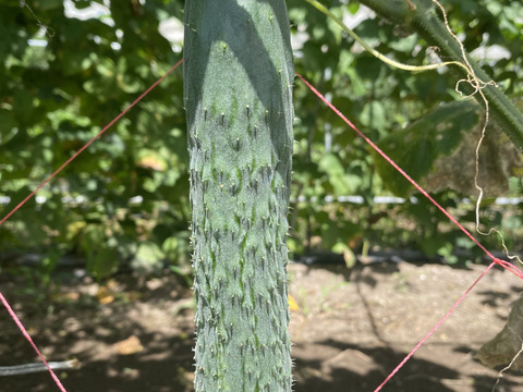 農薬を使っていないきゅうり　3種類　シャキットと八町きゅうりもあるよ